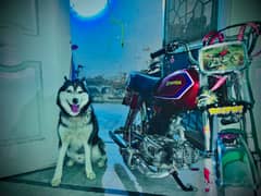 Siberian husky Male
