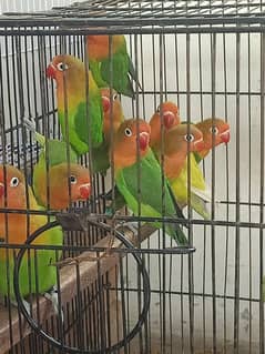 Lovebirds