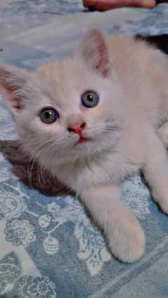 Persain male kitten
