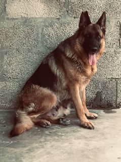 German shaperd double coute