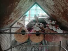 finches