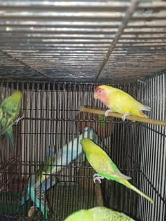 Female latino , love birds