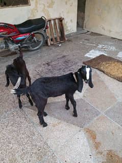 Bakrota and Bakroti