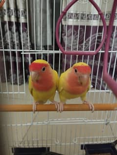 Beautiful Breading Love Bird Pair with new cage