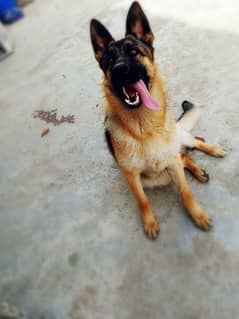 german shepherd stock coat quality female 1.5 years