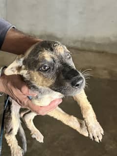 German Shepherd for sale