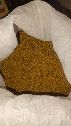 Fresh Satoo Available for Sale | تازہ ستو دستیاب ہے
