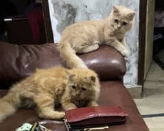 Brown Pair Of Triple Coated Cat With Golden Eyes