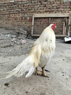 boska