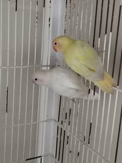 Crimino female with Albino blue 2 male
