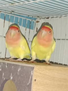 love bird