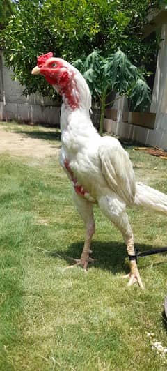 white beautiful  male for sale