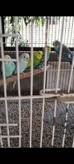 budgies setup for sale