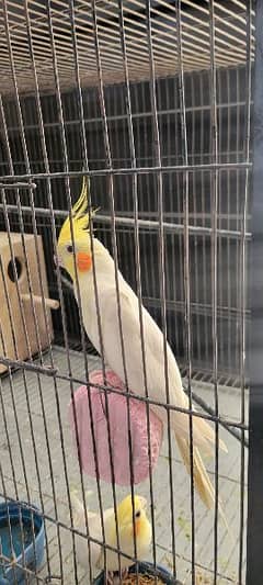 cockatiel