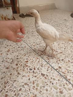 aseel chicks