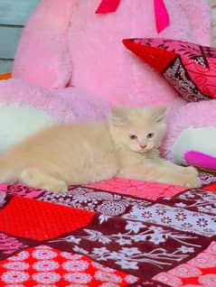 Doll Face Persian Cat