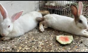 white rabbit red eye 1000