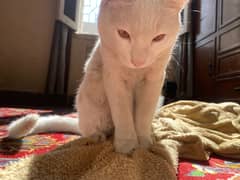 White Persian cat