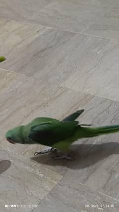 raw parrot hand tamp