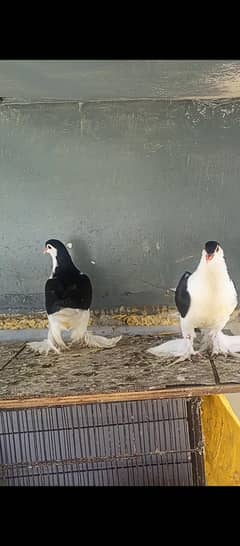 German Lahore Sherazi Fancy Pigeon Kaboter Chicks