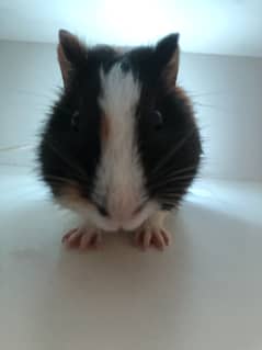 GuineaPig