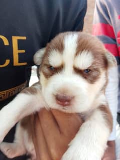 Siberian Husky female Puppy (03084115556)