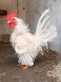 Japanese Frizzle Bantum Set 1 male 4 females