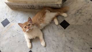 Percian Cat Tripe cout