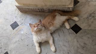 Percian Cat Triple cout