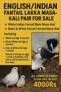 English / Indian Fantail Lakka Masa-Kali Pair for Sale