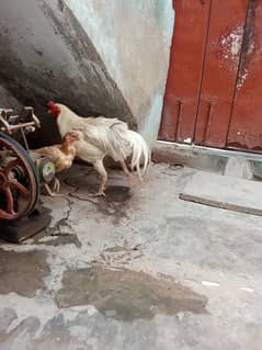 Heera murga aseel murga urgent sale price 10k