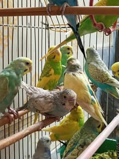 Red eye Australian Budgie 9 pair healthy& active birdswith cage