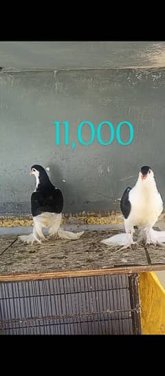 German Lahore Sherazi Fancy Pigeon Kaboter Chicks