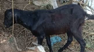 Qurbani