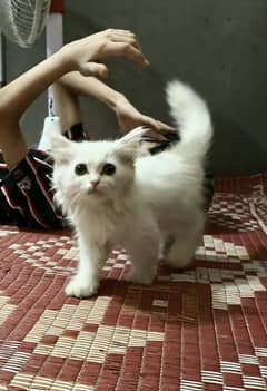 2 Persian Male Kittens For Sale. Age 65 Days Triple Coated