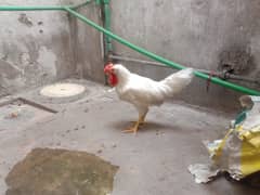 Aseel