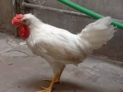 Aseel