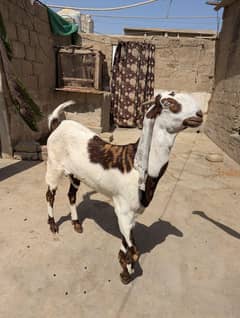 Bakri For Sale