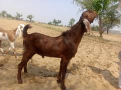 Qurbani