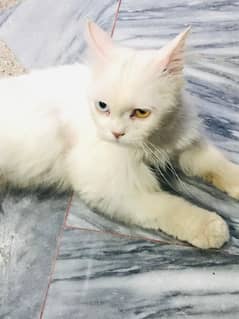 cat sale