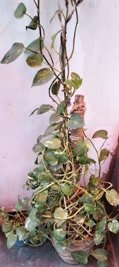 Money plant
