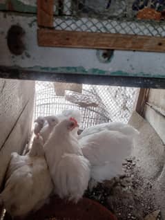 buntom chicks for sale