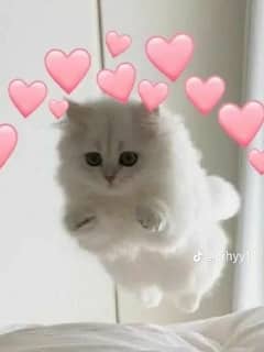 baby cats