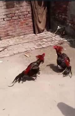 Aseel blackmushkil murgi mianwali murga patha pathi chicks plz add
