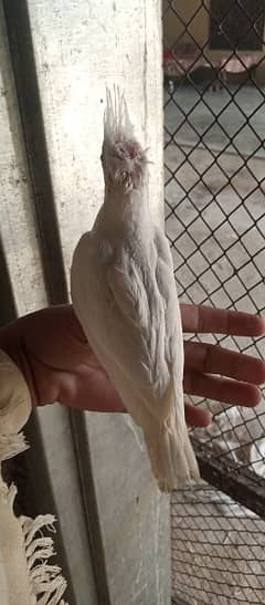 fully handtamed cocktail parrots