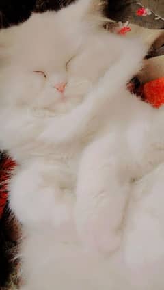 NEED MUMY