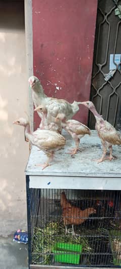 03229765396