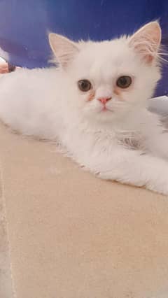 Persian