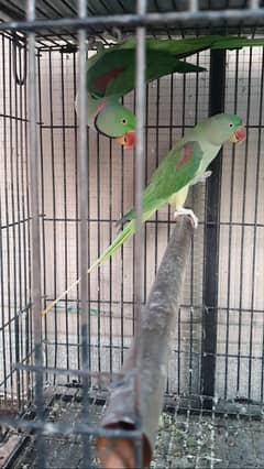 Raw breeder pair