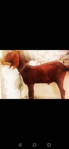 Donda bakra 03224964486